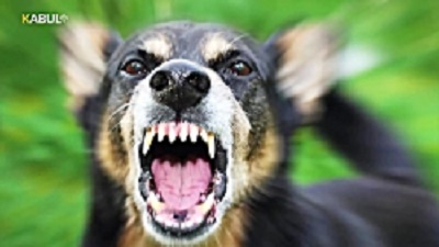 شکنجه سگ | نجات سگ زنده به گور شده