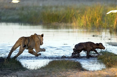 صحنه های مبارزه و شکار حیات وحش