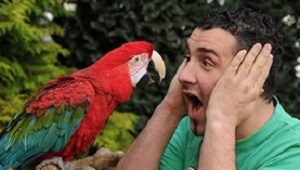 طوطی بیتربیت