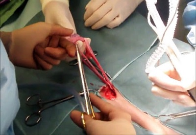 عقیم کردن حیوانات