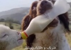 لحظات زیبا حیات وحش 4