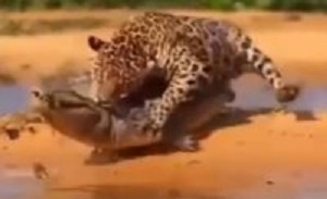 لحظات زیبا حیات وحش 5