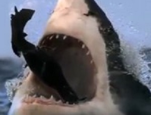 لحظات زیبا حیات وحش 6