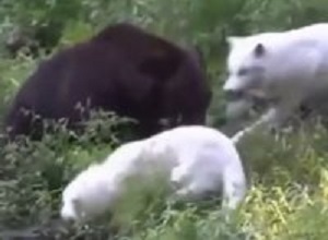 لحظات زیبا حیات وحش 7