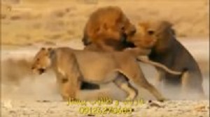 لحظات زیبا حیات وحش 8