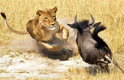 لحظات زیبا حیات وحش