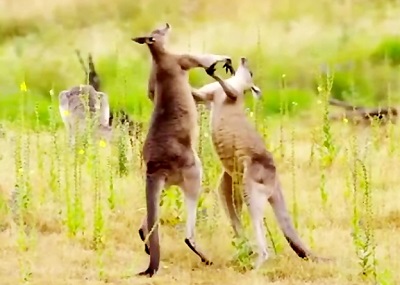 مورتال کامبت خفن از کانگارو ها Mortal Combat