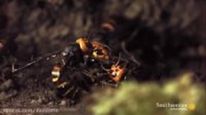 نبرد مرگبار زنبورهای قاتل در کلونی