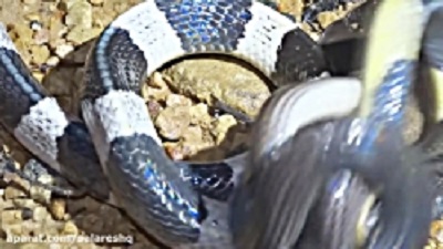 کلیپ نادر حمله سمی ترین مارها به هم بخاطر گرسنگی