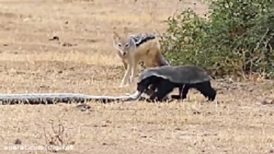 کمک شغال ها برای شکار مار پیتون