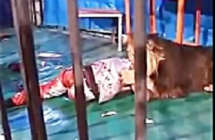 10 Scary Scars Animal Attack on Human - Scary Scene