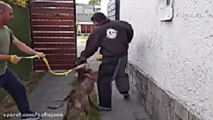 The strongest American dog breed