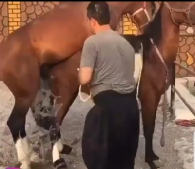 Mating of brown horses with human help in the stables