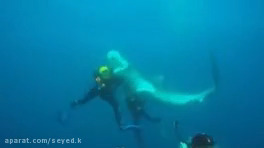 Attack of wild marine animals on humans