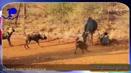 Conflict and psychological operations of wild dogs for hunting animals