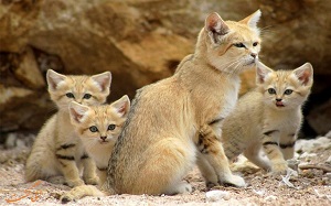 Conservation of Endangered Animals