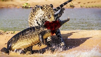 Crocodile hunting by Jaguar and spectacular moments of wild animal attack