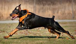 Doberman Dog War movie