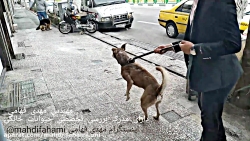 Dog Wars - Dogs Apartment - Corona - Pets