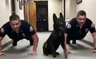 Dogs swimming with American police