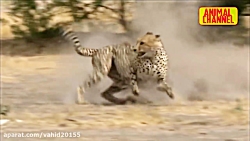 Fight and hunt wild animals in the wild