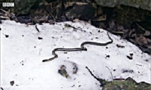 Finding Pair of Females Using Male Body Snake - Pairing Snakes