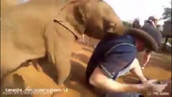 Funny clips of animals attacking humans