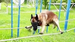 German Shepherd Dog Training for Army Operations