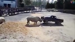 Horrific attacks on wild animals by humans captured by cameramen