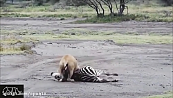 Horse and Crocodile Fight - Wild Animal Attack