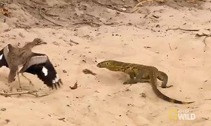 Lizard war with the bird