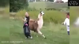 Nearby Animal Attack - [2020] - Animal Attack