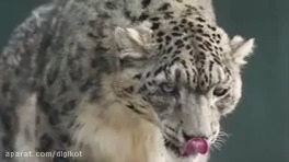 Spectacular attack of hunting animals on humans and hunting