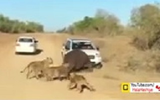 Spectacular video of wild animals attacking humans