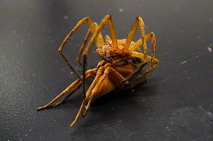 Spider mating