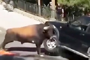 Terrible animal attack on humans