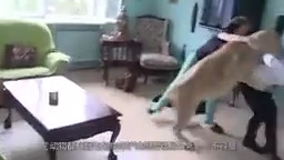 The terrifying attack of animals on humans