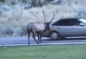 Wild animal attack on human car