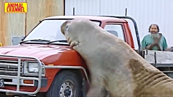 Wild animal attack on humans