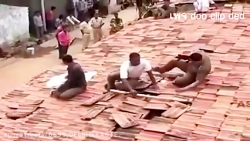 Wild animal attack on working humans