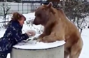 Wildlife / Bears documentary