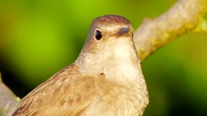 آواز خوانی بهاره طُرقِه نر برای جفت یابی - Thrush nightingale