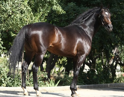 Best Trojan Horse Trombr Horse