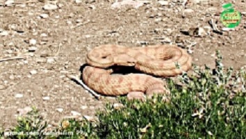 افعی ایرانی