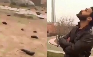 بارش بادمجان از آسمان تهران