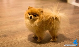 ببینید هاپو چه قری میده