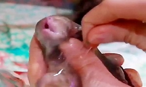 به دنیا اومدن بچه گریه