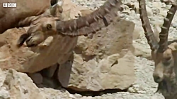 بهترین دعوا های جفت گیری حیوانات