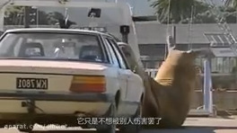 Pictures of wild animals attacking humans