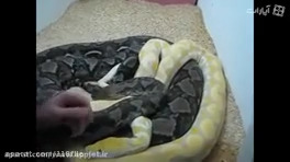 جفت گیری دو مار پیتون